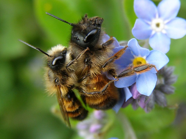 Découverte des insectes pollinisateurs