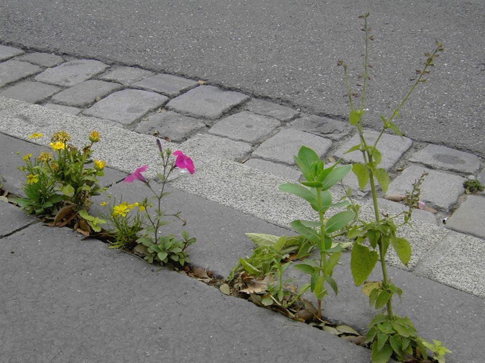 Plantes sauvages de ma rue
