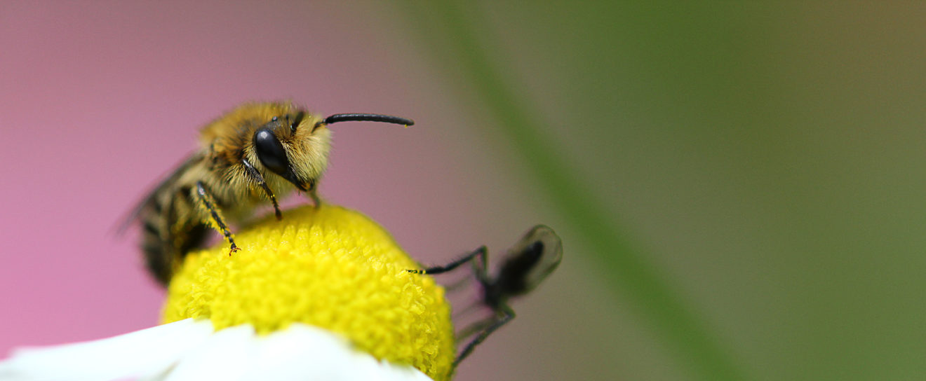 A la découverte des pollinisateurs du verger