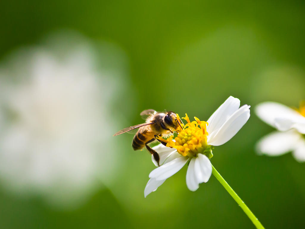 Les pollinisateurs sauvages aux landes de Beausoleil