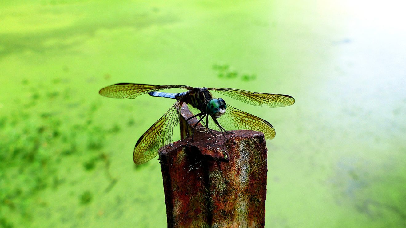 A la découverte des libellules de l'étang de Chaux