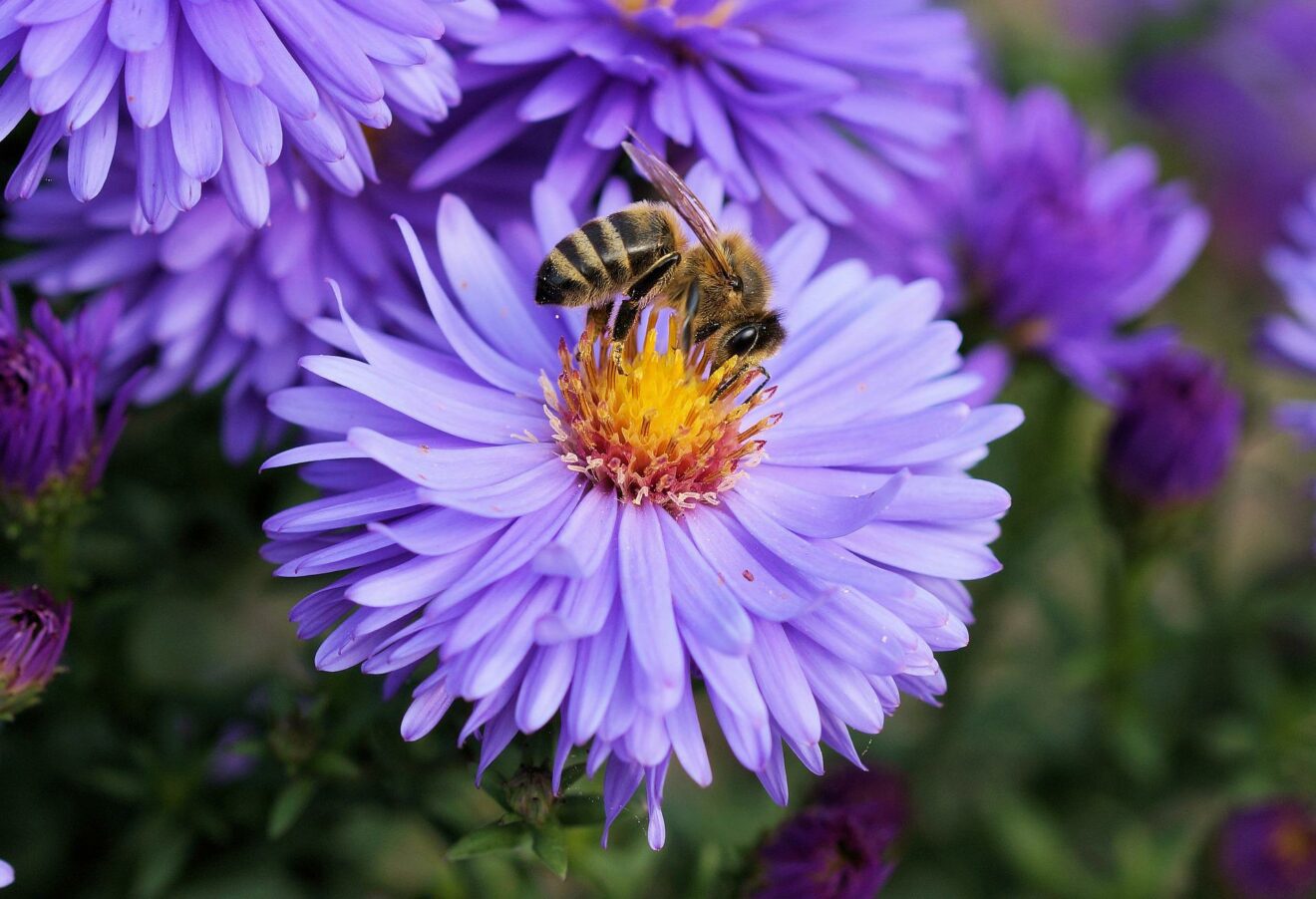Découverte des abeilles sauvages