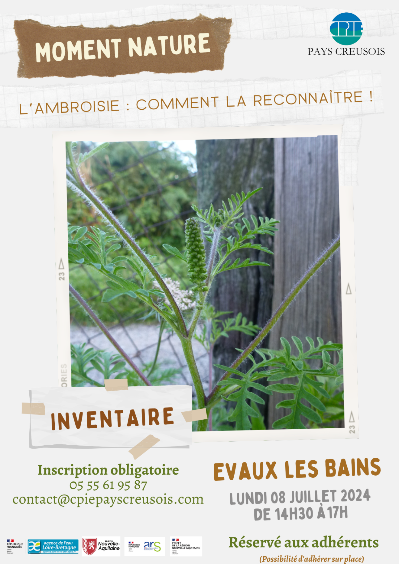 Moment Nature : L'ambroisie, comment la reconnaître !